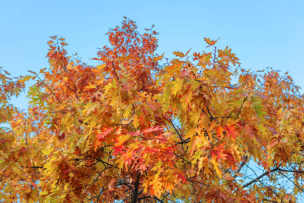 istock Colorful autumn oak leaves on the tree 497022496