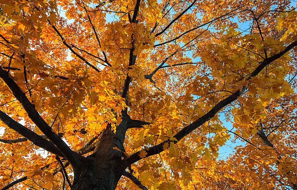 istock Oak with yellow leaves in autumn 497022602