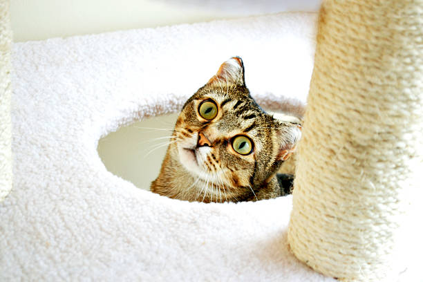 istock cat in cat house 497024028