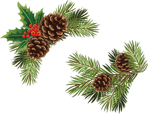 Vector collection of Christmas tree branches with pine cones and mistletoe