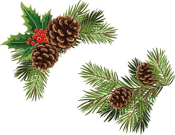 Vector collection of Christmas tree branches Vector collection of Christmas tree branches with pine cones and mistletoe pinecone stock illustrations