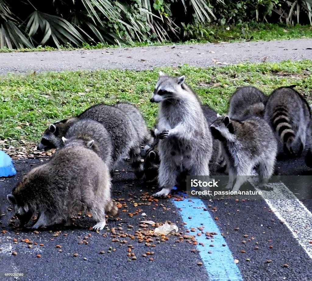 Raccoon Stock Photo - Download Image Now - 2015, Animal Wildlife, Eating -  iStock