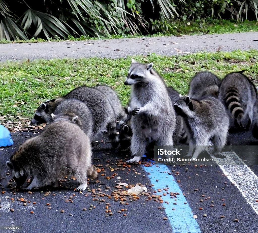 Raccoon Stock Photo - Download Image Now - 2015, Animal Wildlife, Eating - iStock Raccoon Stock Photo - Download Image Now - 2015, Animal Wildlife, Eating - iStock