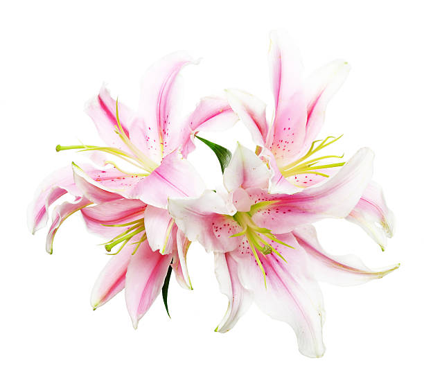 istock Flower head of lily 497027292