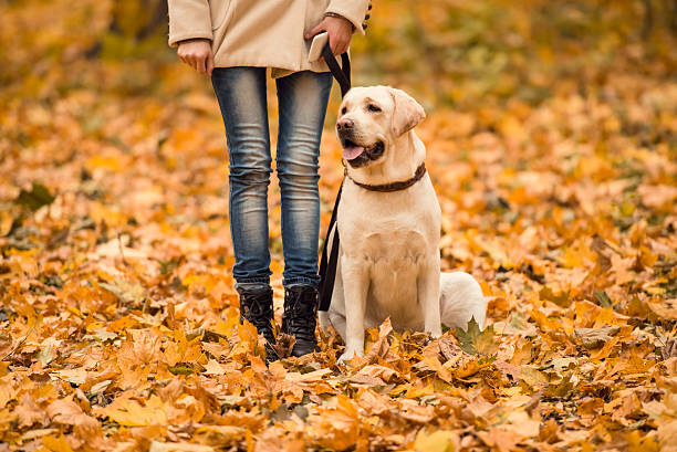 istock Walk in the autumn park 497027398
