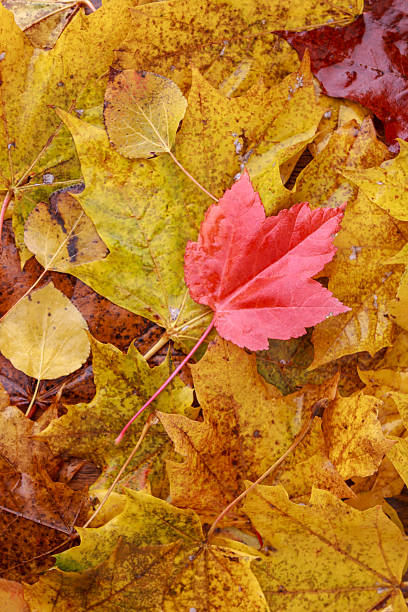 istock Autumn red leaf on stack of yellow leaves. 497027476