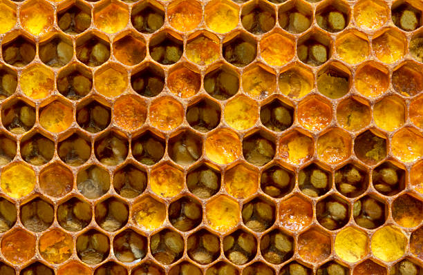 процедура honey пыльца - animal beautiful beauty in nature bee стоковые фото и изображения