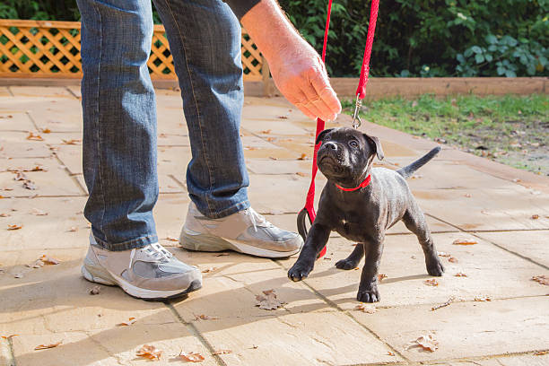 かわいいスタッフォードシャーブルテリア子犬トレーニング、赤色リードしています。 - training ストックフォトと画像