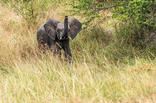 A little daredevil elephant in the Masai Mara
