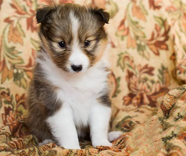 Sheltie  puppy on a varicolored background. Shetland Sheepdog