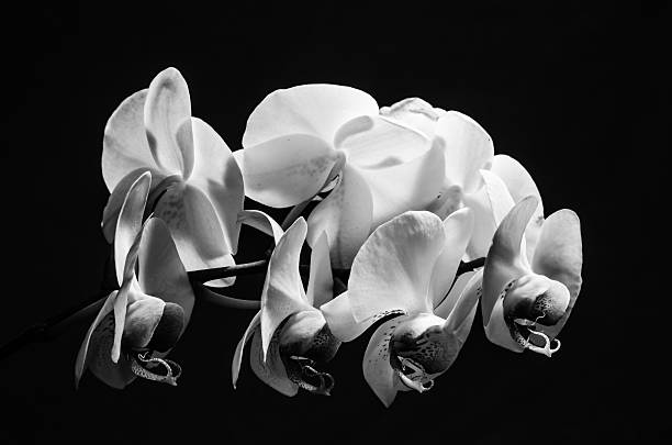 istock The beauty of orchids 497029880