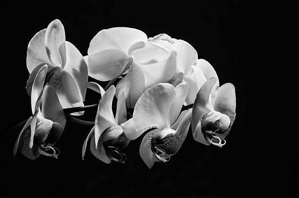 istock The beauty of orchids 497030004