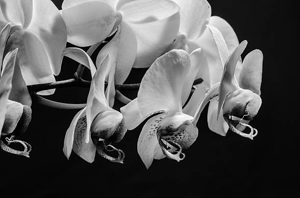 istock The beauty of orchids 497030082