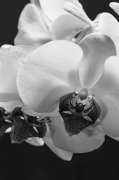 istock The beauty of orchids 497030124