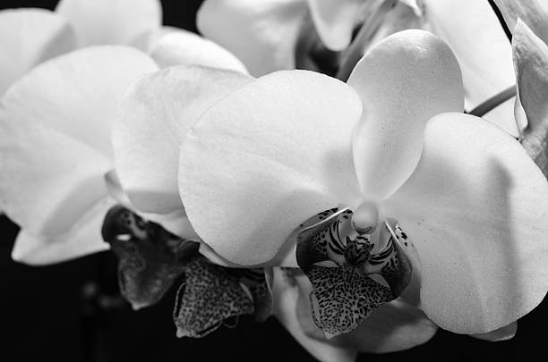 istock The beauty of orchids 497030200