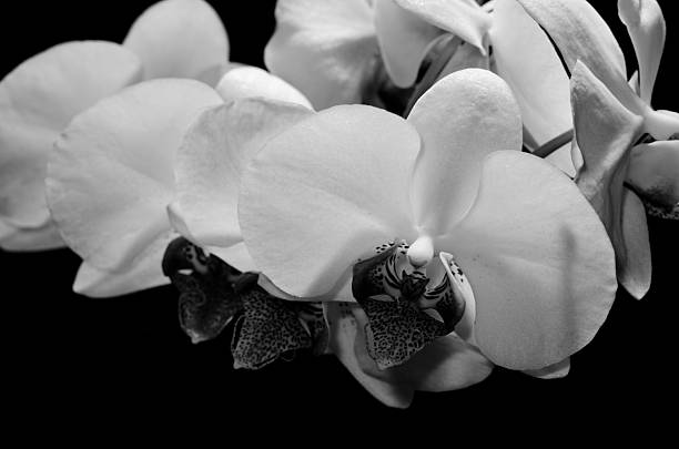 istock The beauty of orchids 497030246