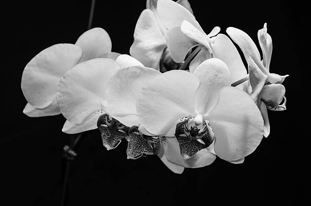 istock The beauty of orchids 497030286