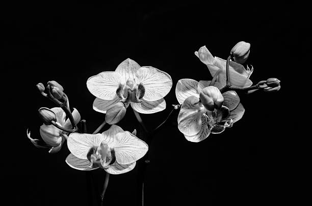 istock The beauty of orchids 497030322