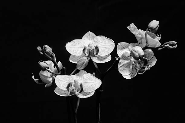 istock The beauty of orchids 497030360