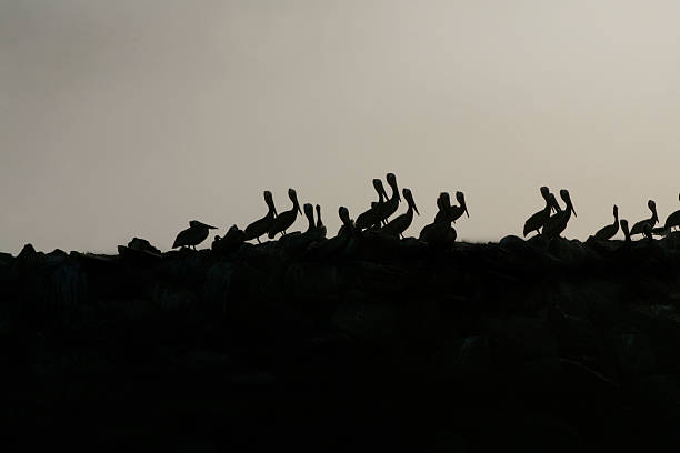 Pelicans in Silhouette stock photo