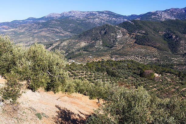 istock Olives plants.  Andalusia, Spain 497030720