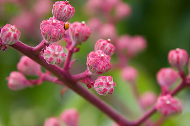 Pink Tree Ladybug stock photo