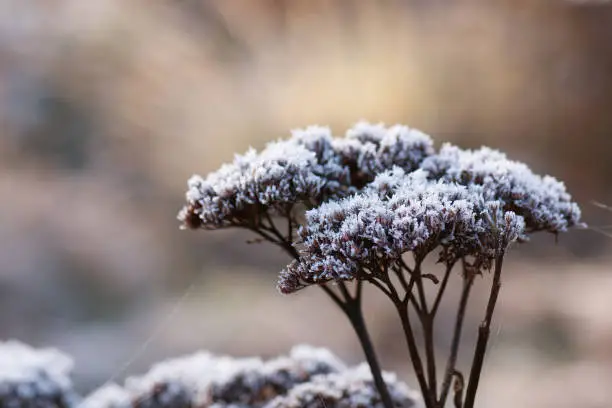Showy stonecrop in winter with frozen ice crystals. (Sedum spectabile) 
