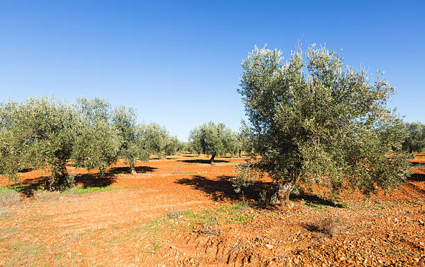 istock Sunny landscape with Olives field 497031028