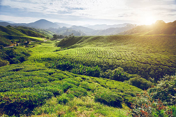 istock Tea plantation in Malaysia 497034226