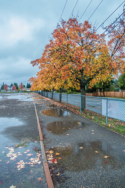 istock Autumn Row Of Trees 497034536