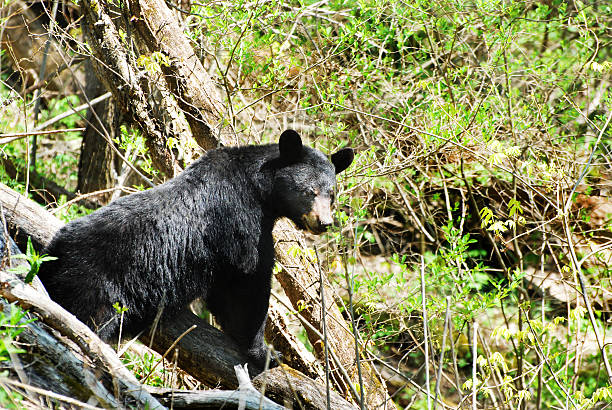 Black Bear Wild In The Woods stock photo