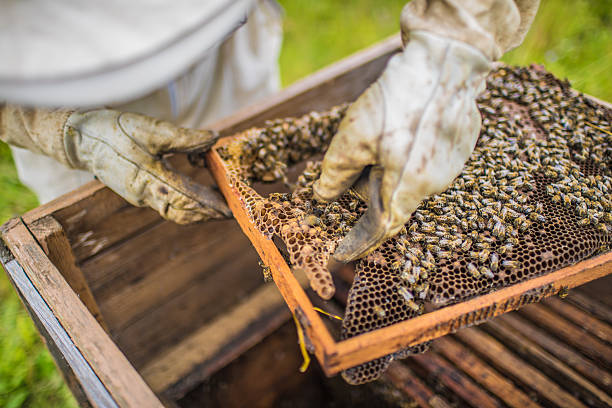 istock Beekeeper is working with bees and beehives on the apiary. 497035020