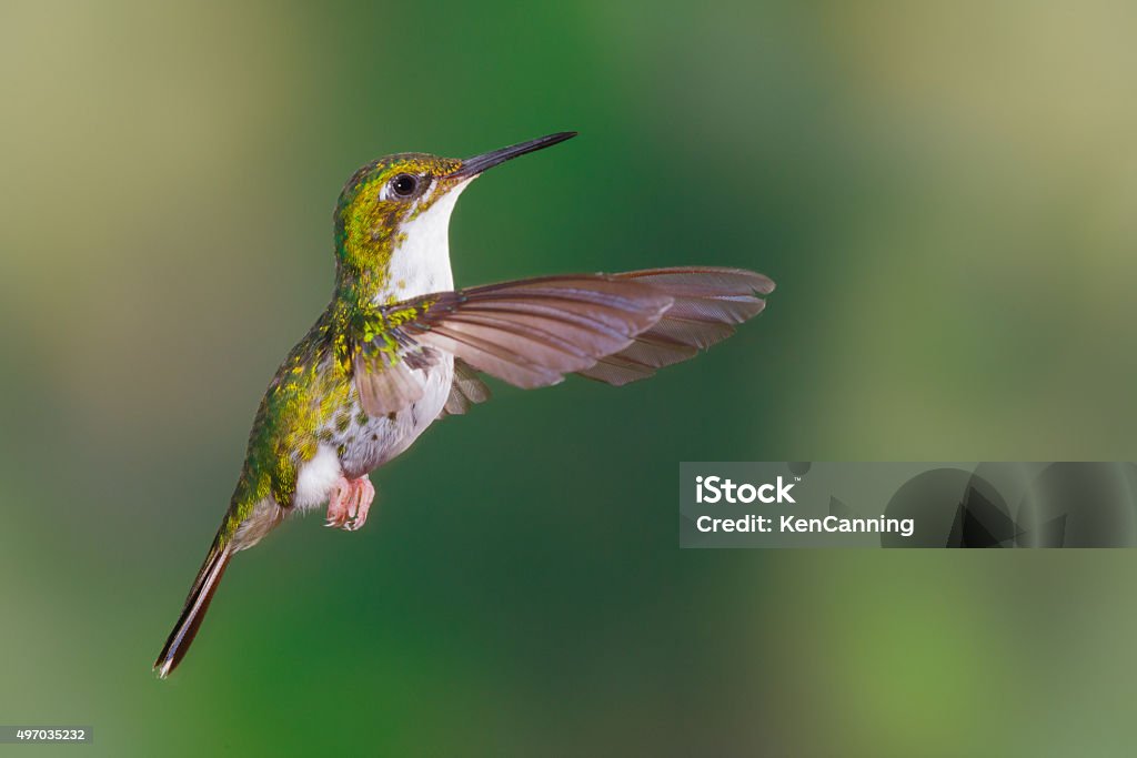 Booted Racket Tailed Hummingbird Hummingbird Booted Rackettail Stock Photo - Download Image Now - 2015 ...