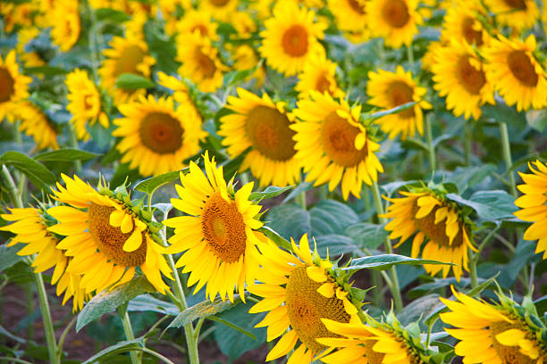 Curved Rows of Sunflowers stock photo