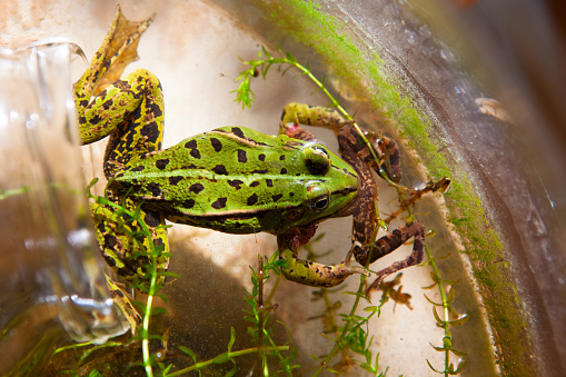 A beautiful big green tree frog climbing out of a dew covered backyard domestic rain gauge.