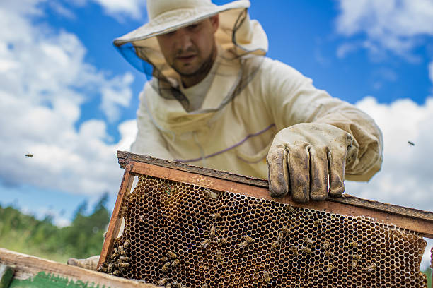 istock Beekeeper is working with bees and beehives on the apiary. 497035650