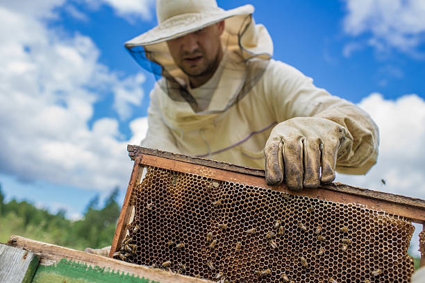 istock Beekeeper is working with bees and beehives on the apiary. 497035710