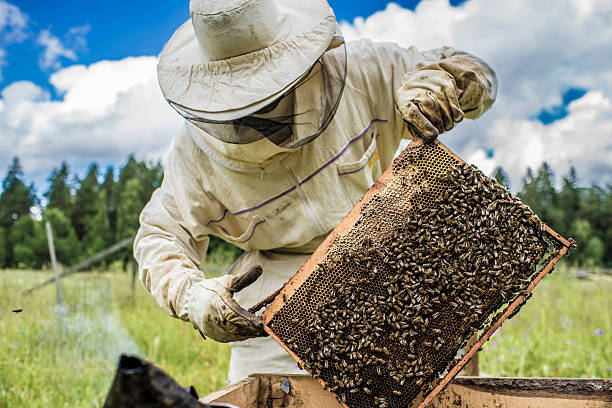 istock Beekeeper is working with bees and beehives on the apiary. 497035818