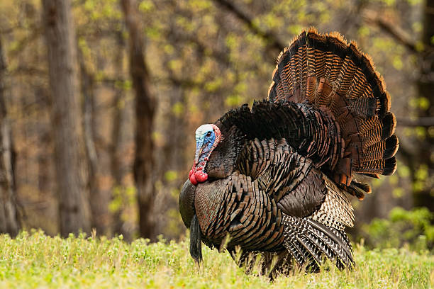 Tom Turkey in Full Bluster Trying to entice females and ward of other males, this Tom turkey is fully puffed out and his head engorged.  Copy space to the left of bird in blurred forest. turkey bird stock pictures, royalty-free photos & images