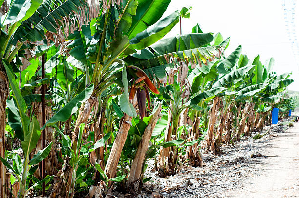 istock Banana plantation 497035869