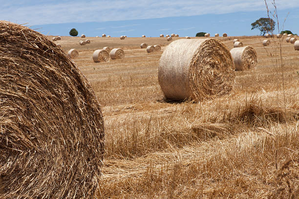 istock Bale of hay. 497035875