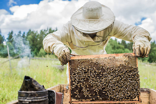 istock Beekeeper is working with bees and beehives on the apiary. 497035908