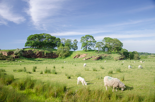 Sheep in a field on the Wirral Way near Neston in England. In the foreground are sheep grazing on the grass in the distance is an outcrop of rock with trees.