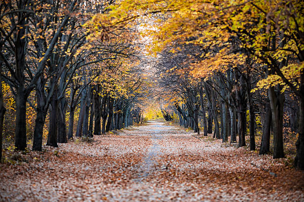 Treelined park alley during Autumn with copy space -stock image