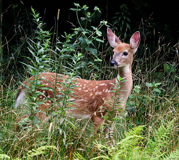 Deer Fawn Wild In Woods stock photo