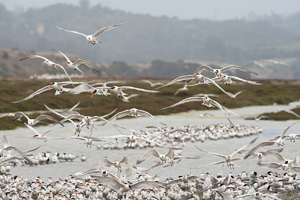 istock Large Flock of Tern Birds Flying En Masse From Feeding 497036288