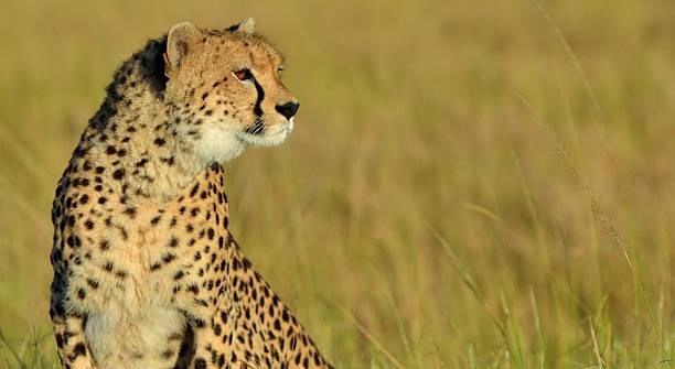 istock Cheetah of the Serengeti 497036409