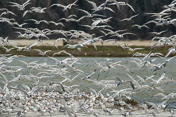 istock Large Flock of Tern Birds Flying En Masse From Feeding 497036466