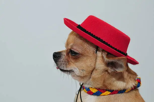 The chihuahua wears a mexican Outfit, which punctuates its origin.