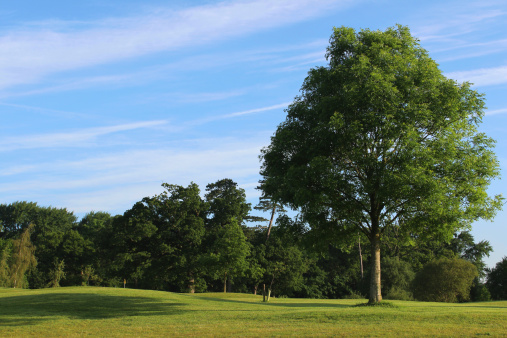 Photo showing a young common ash tree (Fraxinus excelsior) planted roughly 20 years ago at a golf course, when it was being laid out and landscaped.  This tree has nice even branches and a solid symmetrical shape, being well on the way to becoming an ancient specimen for future generations of golfers to enjoy.